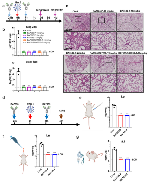 AI 系统 ImmuneAgent 从人体 B 细胞库筛出广谱中和抗体 小鼠流感 100% 保护